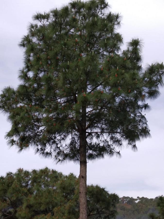 Pine Villa Kasauli Bagian luar foto