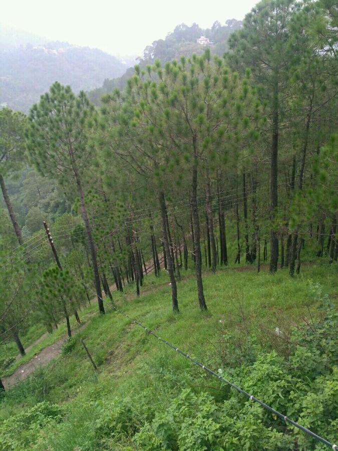Pine Villa Kasauli Bagian luar foto